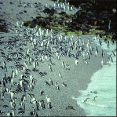 /fotos/turismo/20041024/notas_t/tombo.jpg